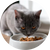 Корм для котів