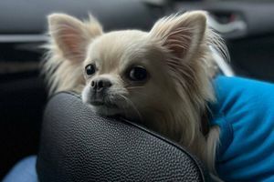 Навіщо одягати собаку ? фото